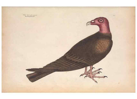 Reproducción/Reproduction 49456853661: The natural history of Carolina, Florida, and the Bahama Islands :. London :Printed for B. White,1771.. 