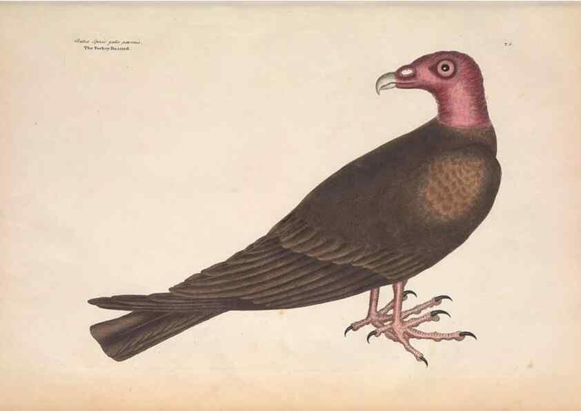 Reproducción/Reproduction 49456853661: The natural history of Carolina, Florida, and the Bahama Islands :. London :Printed for B. White,1771.. 