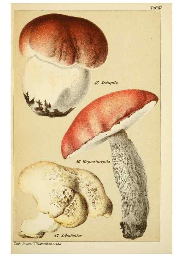 Reproducción/Reproduction 49456266282: Prof. Dr. Harald O. Lenz' Ntzliche, schdliche und verdchtige Pilze.. Gotha,Thienemann,1890.. 
