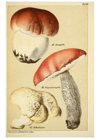 Reproducción/Reproduction 49456266282: Prof. Dr. Harald O. Lenz' Ntzliche, schdliche und verdchtige Pilze.. Gotha,Thienemann,1890.. 