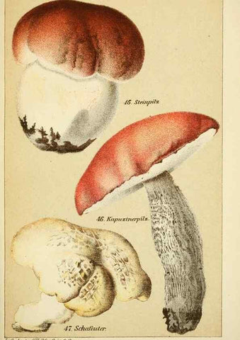 Reproducción/Reproduction 49456266282: Prof. Dr. Harald O. Lenz' Ntzliche, schdliche und verdchtige Pilze.. Gotha,Thienemann,1890.. 