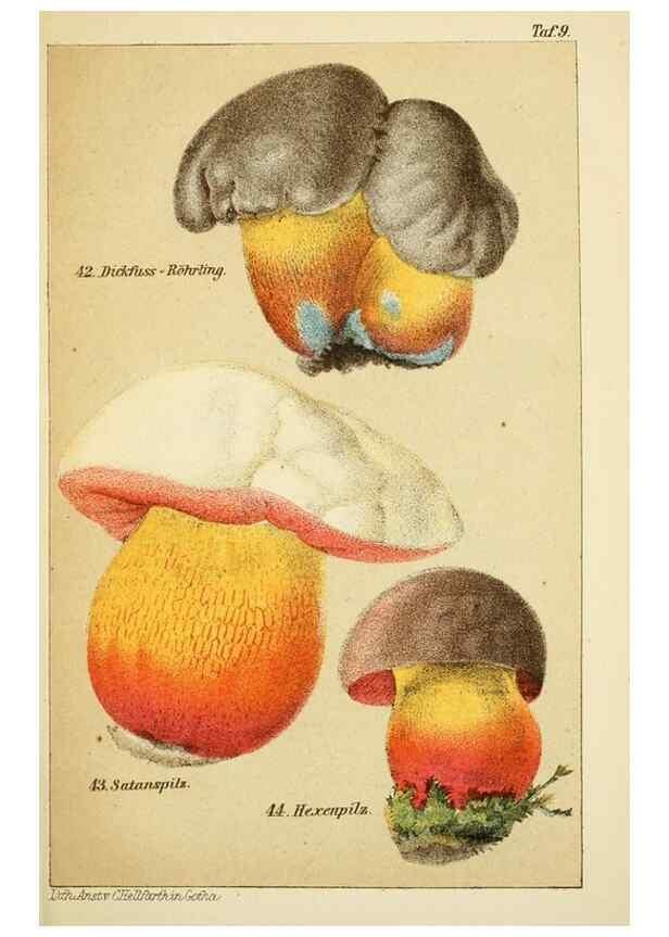 Reproducción/Reproduction 49456037336: Prof. Dr. Harald O. Lenz' Ntzliche, schdliche und verdchtige Pilze.. Gotha,Thienemann,1890.. 