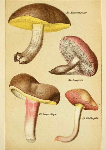 Reproducción/Reproduction 49455563278: Prof. Dr. Harald O. Lenz' Ntzliche, schdliche und verdchtige Pilze.. Gotha,Thienemann,1890.. 