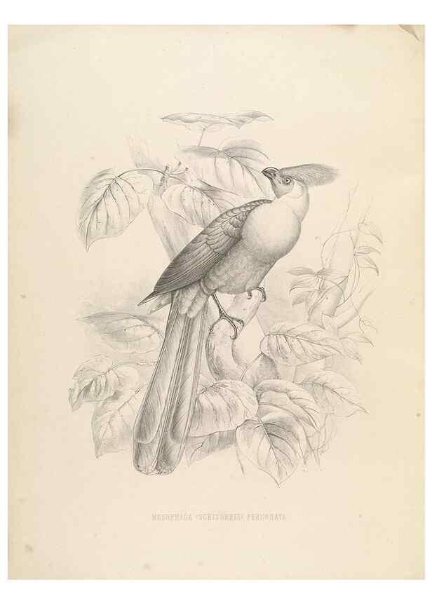 Reproducción/Reproduction 49435221978: De toerako's, afgebeeld en beschreven door H. Schlegel onder medewerking van G. F. Westerman ... Uitg. door het Koninklijk zoölogisch genootschap Natura artis magistra.. Amsterdam,1860.. 