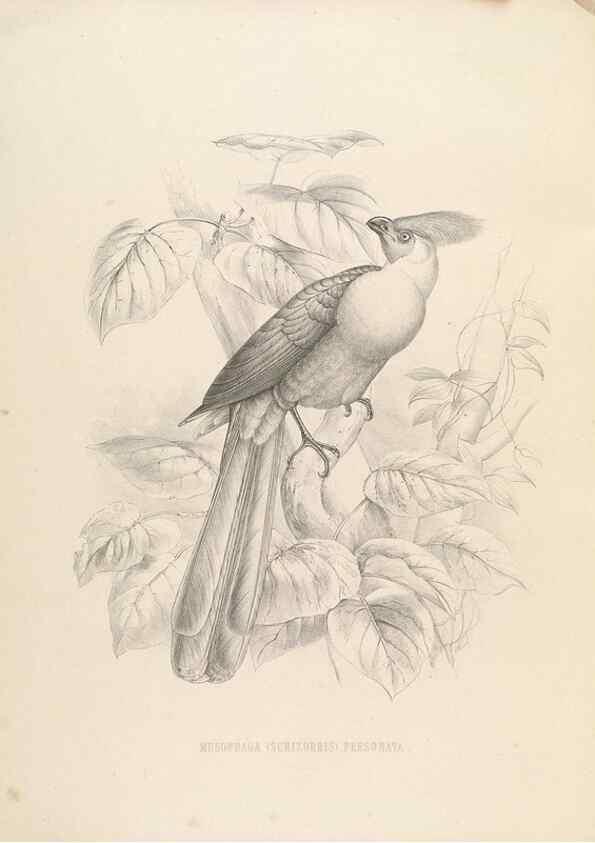 Reproducción/Reproduction 49435221978: De toerako's, afgebeeld en beschreven door H. Schlegel onder medewerking van G. F. Westerman ... Uitg. door het Koninklijk zoölogisch genootschap Natura artis magistra.. Amsterdam,1860.. 