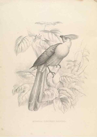 Reproducción/Reproduction 49435221978: De toerako's, afgebeeld en beschreven door H. Schlegel onder medewerking van G. F. Westerman ... Uitg. door het Koninklijk zoölogisch genootschap Natura artis magistra.. Amsterdam,1860.. 