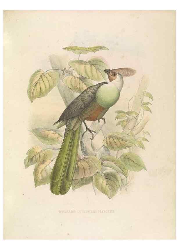 Reproducción/Reproduction 49435918732: De toerako's, afgebeeld en beschreven door H. Schlegel onder medewerking van G. F. Westerman ... Uitg. door het Koninklijk zoölogisch genootschap Natura artis magistra.. Amsterdam,1860.. 