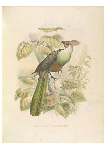 Reproducción/Reproduction 49435918732: De toerako's, afgebeeld en beschreven door H. Schlegel onder medewerking van G. F. Westerman ... Uitg. door het Koninklijk zoölogisch genootschap Natura artis magistra.. Amsterdam,1860.. 