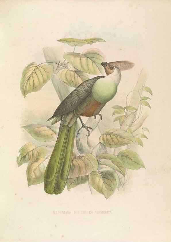 Reproducción/Reproduction 49435918732: De toerako's, afgebeeld en beschreven door H. Schlegel onder medewerking van G. F. Westerman ... Uitg. door het Koninklijk zoölogisch genootschap Natura artis magistra.. Amsterdam,1860.. 
