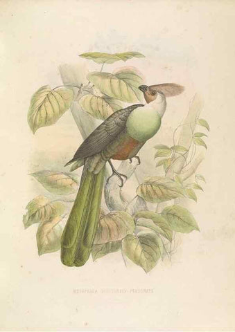 Reproducción/Reproduction 49435918732: De toerako's, afgebeeld en beschreven door H. Schlegel onder medewerking van G. F. Westerman ... Uitg. door het Koninklijk zoölogisch genootschap Natura artis magistra.. Amsterdam,1860.. 