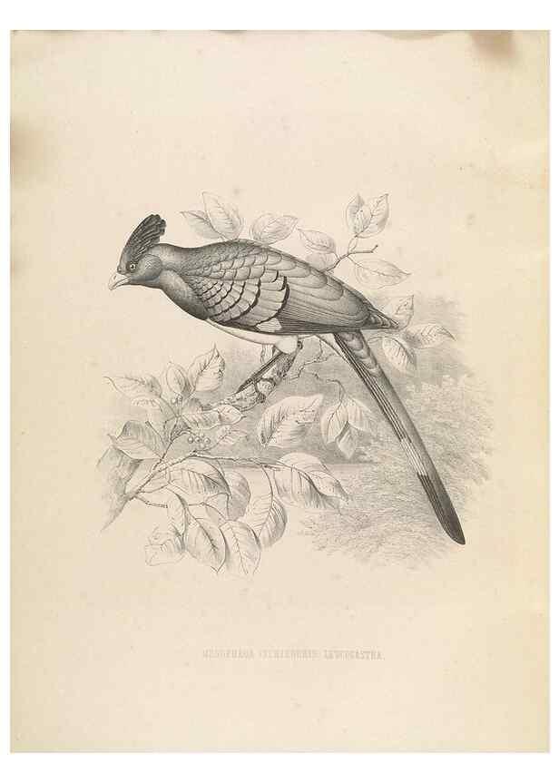Reproducción/Reproduction 49435697031: De toerako's, afgebeeld en beschreven door H. Schlegel onder medewerking van G. F. Westerman ... Uitg. door het Koninklijk zoölogisch genootschap Natura artis magistra.. Amsterdam,1860.. 