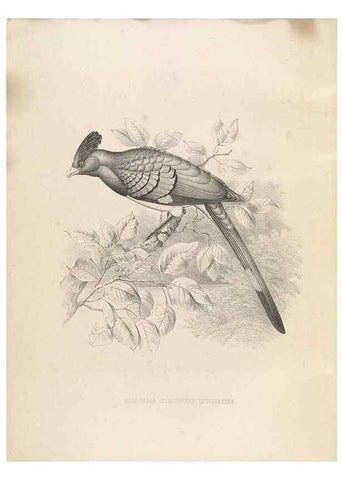 Reproducción/Reproduction 49435697031: De toerako's, afgebeeld en beschreven door H. Schlegel onder medewerking van G. F. Westerman ... Uitg. door het Koninklijk zoölogisch genootschap Natura artis magistra.. Amsterdam,1860.. 