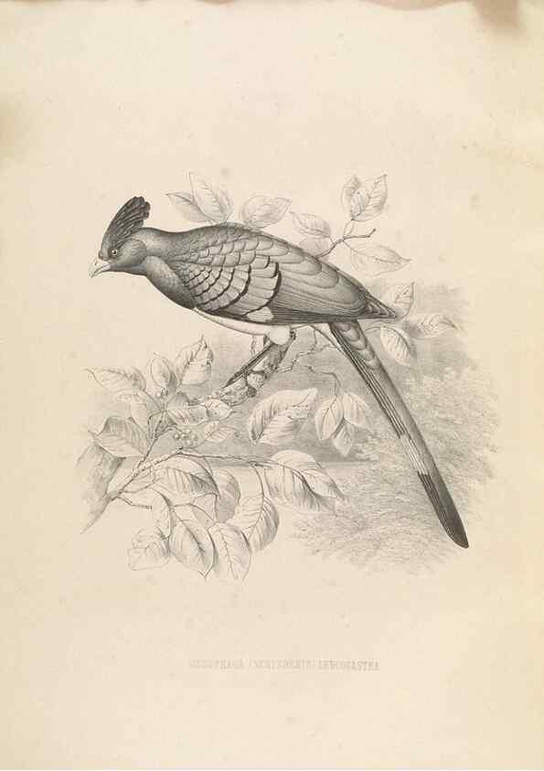 Reproducción/Reproduction 49435697031: De toerako's, afgebeeld en beschreven door H. Schlegel onder medewerking van G. F. Westerman ... Uitg. door het Koninklijk zoölogisch genootschap Natura artis magistra.. Amsterdam,1860.. 