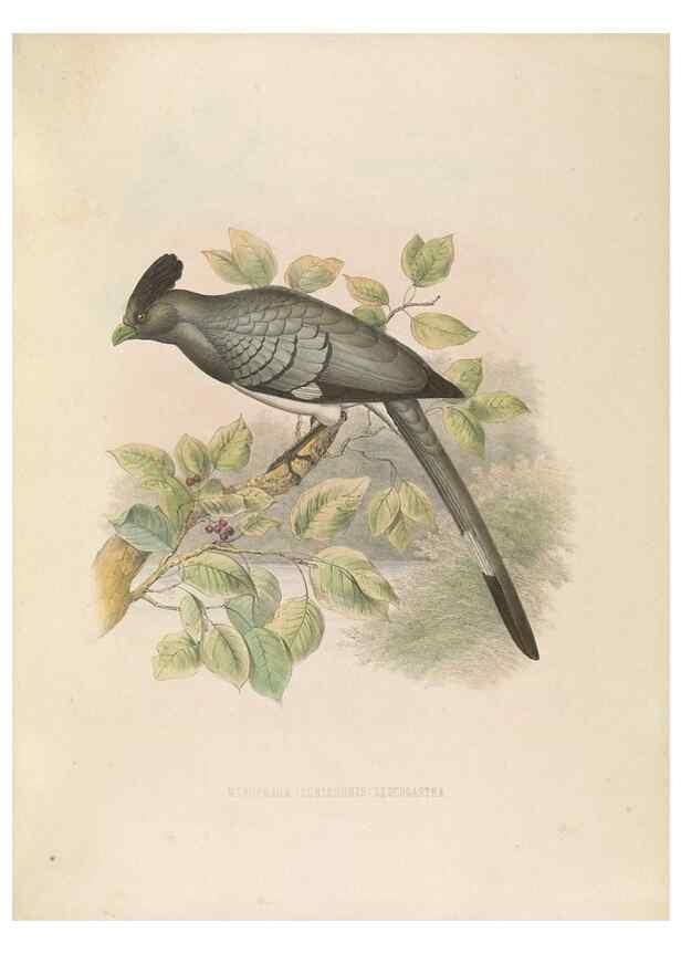 Reproducción/Reproduction 49435919202: De toerako's, afgebeeld en beschreven door H. Schlegel onder medewerking van G. F. Westerman ... Uitg. door het Koninklijk zoölogisch genootschap Natura artis magistra.. Amsterdam,1860.. 