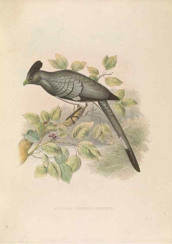 Reproducción/Reproduction 49435919202: De toerako's, afgebeeld en beschreven door H. Schlegel onder medewerking van G. F. Westerman ... Uitg. door het Koninklijk zoölogisch genootschap Natura artis magistra.. Amsterdam,1860.. 