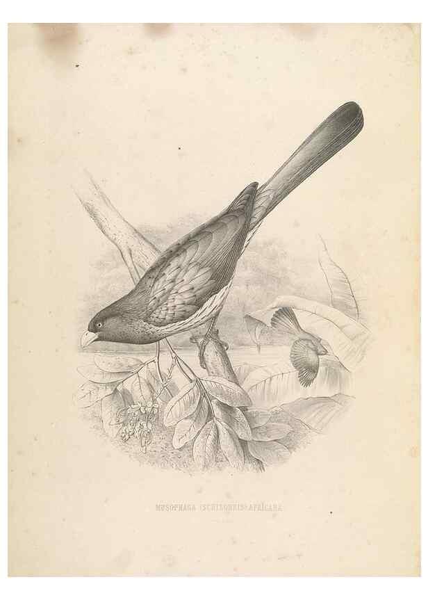 Reproducción/Reproduction 49435919492: De toerako's, afgebeeld en beschreven door H. Schlegel onder medewerking van G. F. Westerman ... Uitg. door het Koninklijk zoölogisch genootschap Natura artis magistra.. Amsterdam,1860.. 