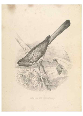 Reproducción/Reproduction 49435919492: De toerako's, afgebeeld en beschreven door H. Schlegel onder medewerking van G. F. Westerman ... Uitg. door het Koninklijk zoölogisch genootschap Natura artis magistra.. Amsterdam,1860.. 