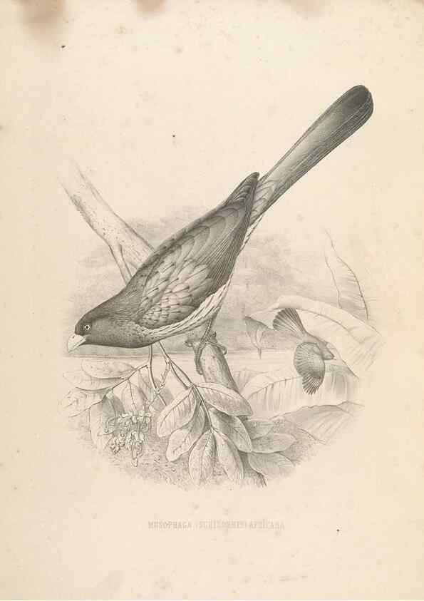 Reproducción/Reproduction 49435919492: De toerako's, afgebeeld en beschreven door H. Schlegel onder medewerking van G. F. Westerman ... Uitg. door het Koninklijk zoölogisch genootschap Natura artis magistra.. Amsterdam,1860.. 