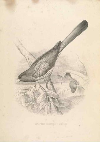 Reproducción/Reproduction 49435919492: De toerako's, afgebeeld en beschreven door H. Schlegel onder medewerking van G. F. Westerman ... Uitg. door het Koninklijk zoölogisch genootschap Natura artis magistra.. Amsterdam,1860.. 