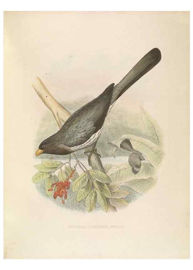 Reproducción/Reproduction 49435697706: De toerako's, afgebeeld en beschreven door H. Schlegel onder medewerking van G. F. Westerman ... Uitg. door het Koninklijk zoölogisch genootschap Natura artis magistra.. Amsterdam,1860.. 