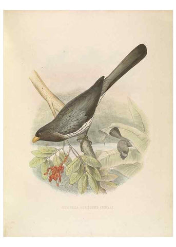 Reproducción/Reproduction 49435697706: De toerako's, afgebeeld en beschreven door H. Schlegel onder medewerking van G. F. Westerman ... Uitg. door het Koninklijk zoölogisch genootschap Natura artis magistra.. Amsterdam,1860.. 