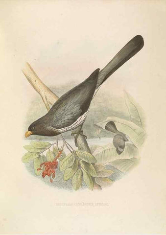 Reproducción/Reproduction 49435697706: De toerako's, afgebeeld en beschreven door H. Schlegel onder medewerking van G. F. Westerman ... Uitg. door het Koninklijk zoölogisch genootschap Natura artis magistra.. Amsterdam,1860.. 