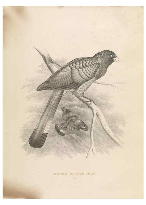 Reproducción/Reproduction 49435697926: De toerako's, afgebeeld en beschreven door H. Schlegel onder medewerking van G. F. Westerman ... Uitg. door het Koninklijk zoölogisch genootschap Natura artis magistra.. Amsterdam,1860.. 
