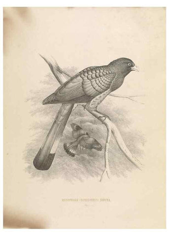 Reproducción/Reproduction 49435697926: De toerako's, afgebeeld en beschreven door H. Schlegel onder medewerking van G. F. Westerman ... Uitg. door het Koninklijk zoölogisch genootschap Natura artis magistra.. Amsterdam,1860.. 