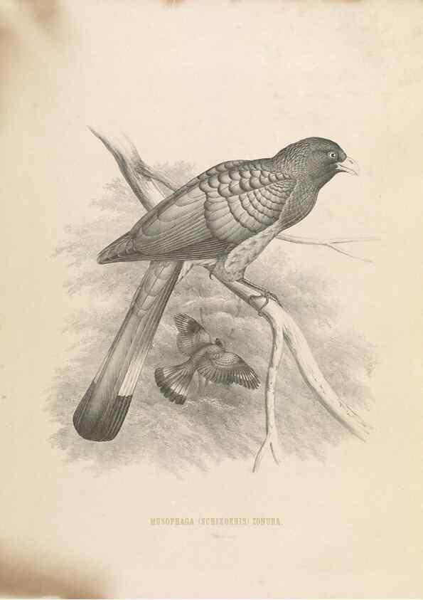 Reproducción/Reproduction 49435697926: De toerako's, afgebeeld en beschreven door H. Schlegel onder medewerking van G. F. Westerman ... Uitg. door het Koninklijk zoölogisch genootschap Natura artis magistra.. Amsterdam,1860.. 
