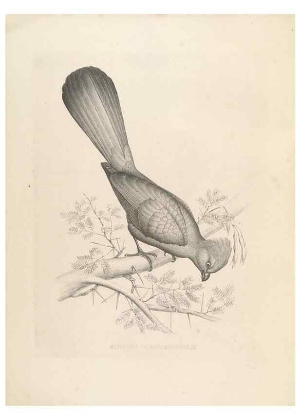 Reproducción/Reproduction 49435917917: De toerako's, afgebeeld en beschreven door H. Schlegel onder medewerking van G. F. Westerman ... Uitg. door het Koninklijk zoölogisch genootschap Natura artis magistra.. Amsterdam,1860.. 