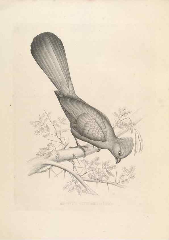 Reproducción/Reproduction 49435917917: De toerako's, afgebeeld en beschreven door H. Schlegel onder medewerking van G. F. Westerman ... Uitg. door het Koninklijk zoölogisch genootschap Natura artis magistra.. Amsterdam,1860.. 