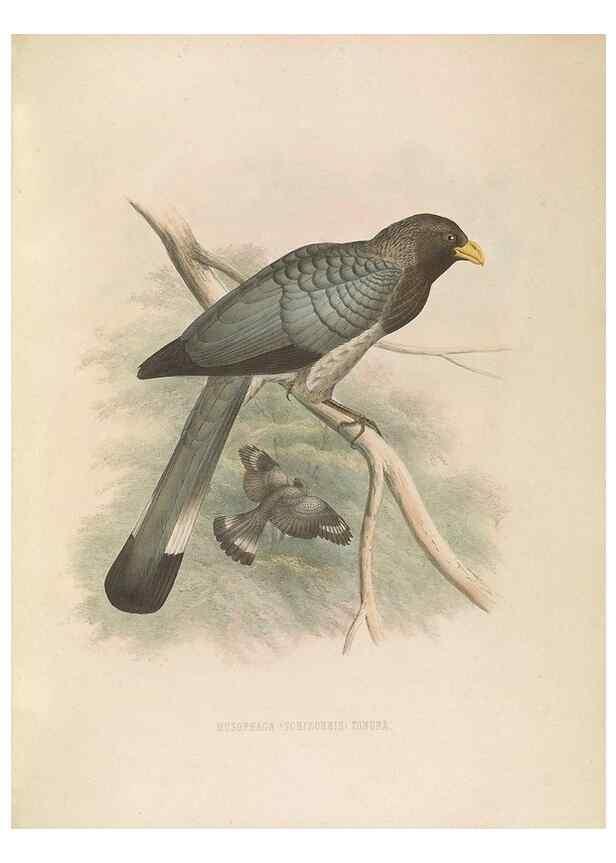 Reproducción/Reproduction 49435920402: De toerako's, afgebeeld en beschreven door H. Schlegel onder medewerking van G. F. Westerman ... Uitg. door het Koninklijk zoölogisch genootschap Natura artis magistra.. Amsterdam,1860.. 