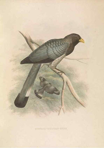 Reproducción/Reproduction 49435920402: De toerako's, afgebeeld en beschreven door H. Schlegel onder medewerking van G. F. Westerman ... Uitg. door het Koninklijk zoölogisch genootschap Natura artis magistra.. Amsterdam,1860.. 