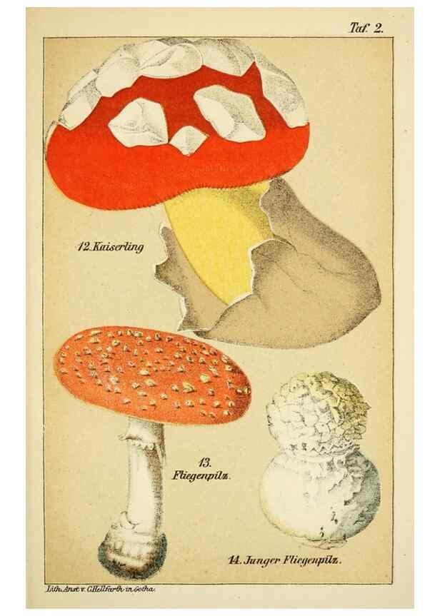 Reproducción/Reproduction 49456263672: Prof. Dr. Harald O. Lenz' Ntzliche, schdliche und verdchtige Pilze.. Gotha,Thienemann,1890.. 