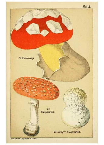 Reproducción/Reproduction 49456263672: Prof. Dr. Harald O. Lenz' Ntzliche, schdliche und verdchtige Pilze.. Gotha,Thienemann,1890.. 