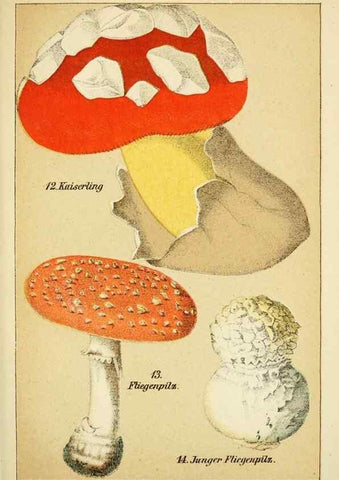 Reproducción/Reproduction 49456263672: Prof. Dr. Harald O. Lenz' Ntzliche, schdliche und verdchtige Pilze.. Gotha,Thienemann,1890.. 
