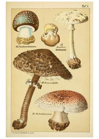 Reproducción/Reproduction 49456264022: Prof. Dr. Harald O. Lenz' Ntzliche, schdliche und verdchtige Pilze.. Gotha,Thienemann,1890.. 