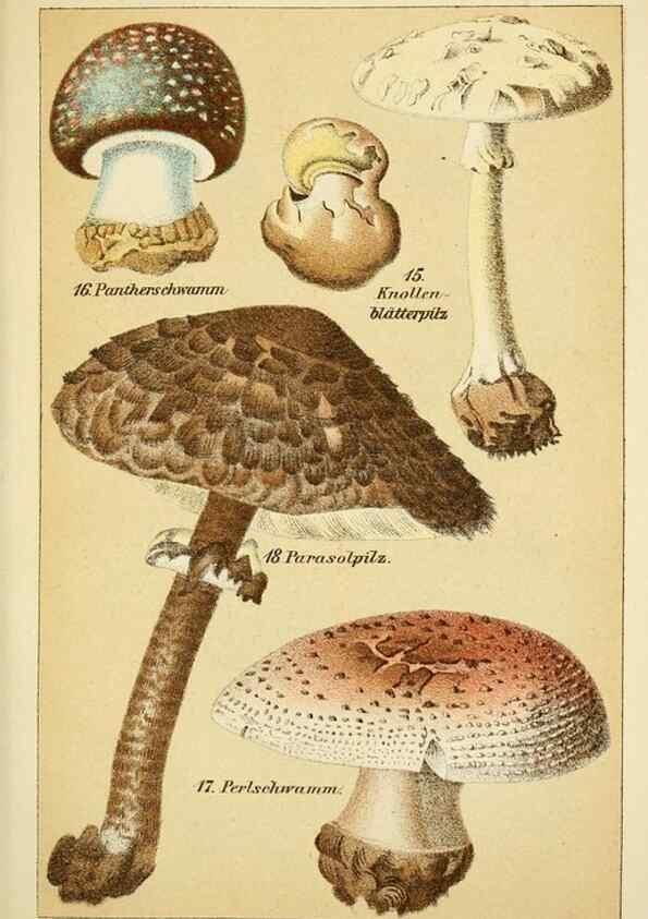 Reproducción/Reproduction 49456264022: Prof. Dr. Harald O. Lenz' Ntzliche, schdliche und verdchtige Pilze.. Gotha,Thienemann,1890.. 