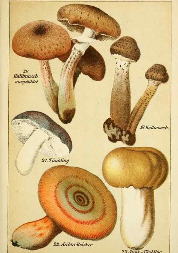 Reproducción/Reproduction 49456035671: Prof. Dr. Harald O. Lenz' Ntzliche, schdliche und verdchtige Pilze.. Gotha,Thienemann,1890.. 