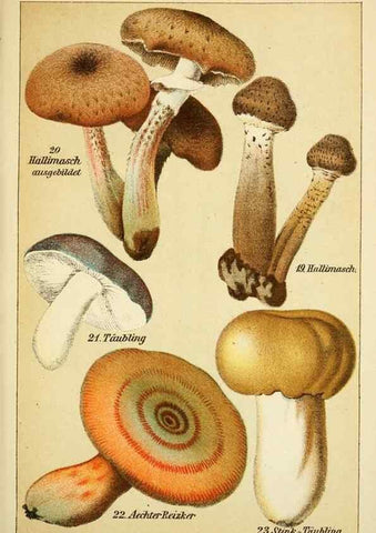 Reproducción/Reproduction 49456035671: Prof. Dr. Harald O. Lenz' Ntzliche, schdliche und verdchtige Pilze.. Gotha,Thienemann,1890.. 