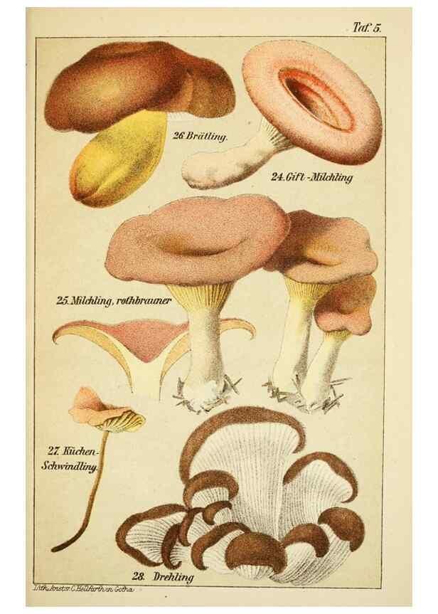 Reproducción/Reproduction 49456036046: Prof. Dr. Harald O. Lenz' Ntzliche, schdliche und verdchtige Pilze.. Gotha,Thienemann,1890.. 
