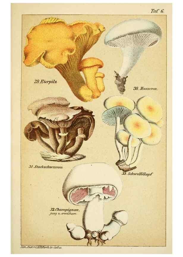 Reproducción/Reproduction 49456036396: Prof. Dr. Harald O. Lenz' Ntzliche, schdliche und verdchtige Pilze.. Gotha,Thienemann,1890.. 