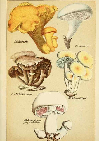 Reproducción/Reproduction 49456036396: Prof. Dr. Harald O. Lenz' Ntzliche, schdliche und verdchtige Pilze.. Gotha,Thienemann,1890.. 