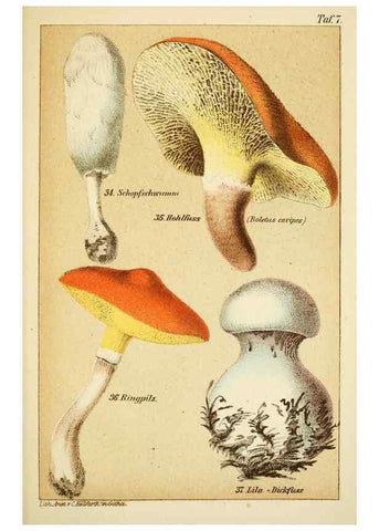 Reproducción/Reproduction 49455562958: Prof. Dr. Harald O. Lenz' Ntzliche, schdliche und verdchtige Pilze.. Gotha,Thienemann,1890.. 