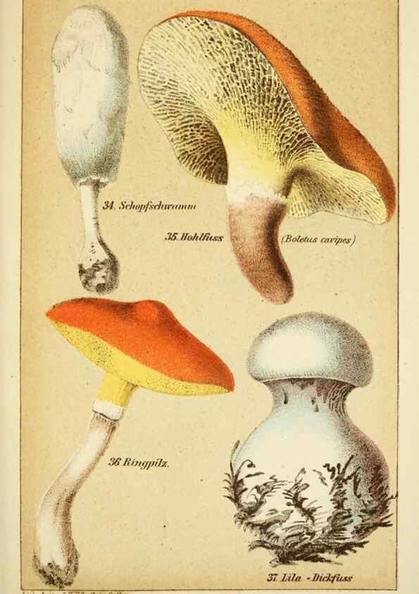 Reproducción/Reproduction 49455562958: Prof. Dr. Harald O. Lenz' Ntzliche, schdliche und verdchtige Pilze.. Gotha,Thienemann,1890.. 