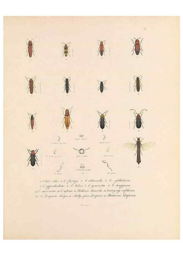 Reproducción/Reproduction 49430823618: Delectus animalium articulatorum :. Monachii :Impensis Editoris,1830-1834.. 