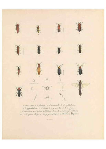 Reproducción/Reproduction 49430823618: Delectus animalium articulatorum :. Monachii :Impensis Editoris,1830-1834.. 