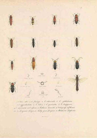 Reproducción/Reproduction 49430823618: Delectus animalium articulatorum :. Monachii :Impensis Editoris,1830-1834.. 