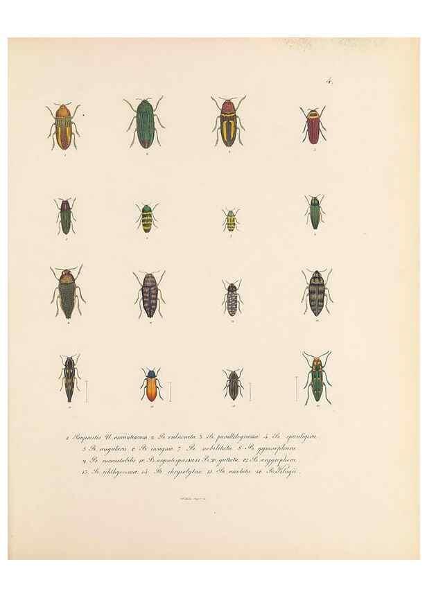 Reproducción/Reproduction 49431521827: Delectus animalium articulatorum :. Monachii :Impensis Editoris,1830-1834.. 