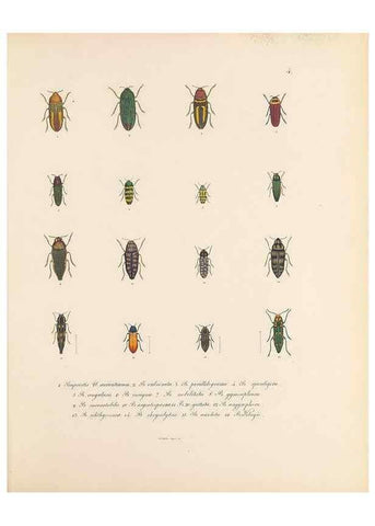 Reproducción/Reproduction 49431521827: Delectus animalium articulatorum :. Monachii :Impensis Editoris,1830-1834.. 